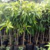 Himsagor Mango Plant For Sale BD