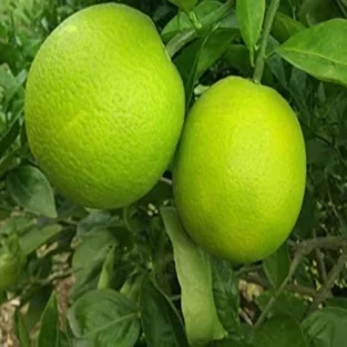 SWEET Mosambi Lemon Plant