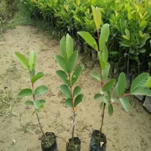 Thai 7 Guava Plant Grafted1