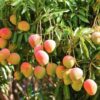 how to grow a mango tree in pot 1 1