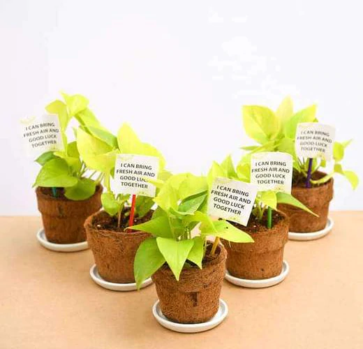 5 Reasons Why Plants Are Best Corporate Gifts