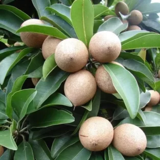 nurserylive chikoo sapota chiku fruit grown through seeds plant 600x600