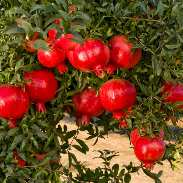 nurserylive pomegranate annar anar grafted plant 600x600