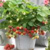 nurserylive strawberry plant sweet charlie jharaber grafted plant 600x600