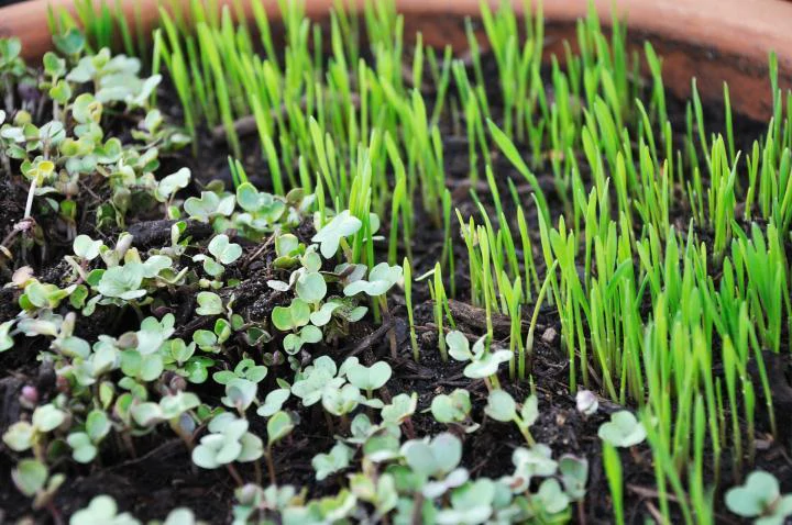 All you need to know grow microgreens at home