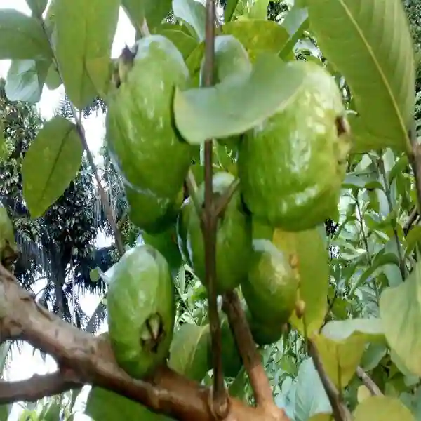 Allahabad Guava Plant