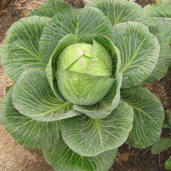 Cabbage Poi Desi Vegetable Seeds
