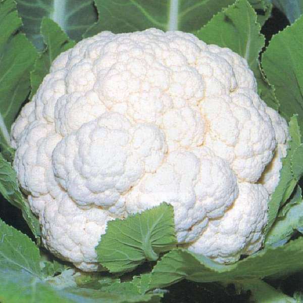 Cauliflower Snowball 16 Desi Vegetable Seeds