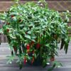 Chilli F1 Hybrid Vasudha Vegetable Seeds