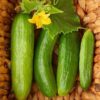 Cucumber Beit Alpha Vegetable Seeds