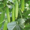Cucumber F1 Hybrid Sultan Vegetable Seeds