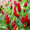 Hot Pepper Red Sampurna Vegetable Seeds