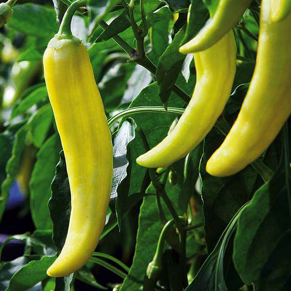 Hot Pepper Yellow Desire Vegetable Seeds