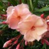I Love Nursery plants kaner nerium oleander any color plant 16968980529292 600x600
