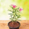 I love Nursery kaner nerium oleander pink single plant 600x600