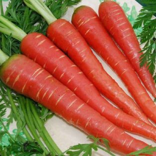 ILN Carrot Red Long Desi Vegetable Seeds