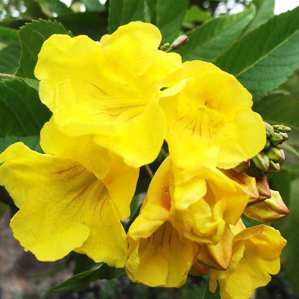 Ilove Nurseryplants tecoma shrub any color plant 16969375514764 600x600