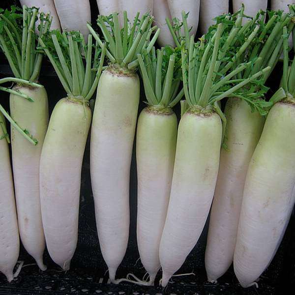 IloveNurseryseeds radish japani white desi vegetable seeds 16969237037196 600x600