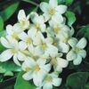 Kamini Jasmine Flower Seeds SDL645607433 1 fd994