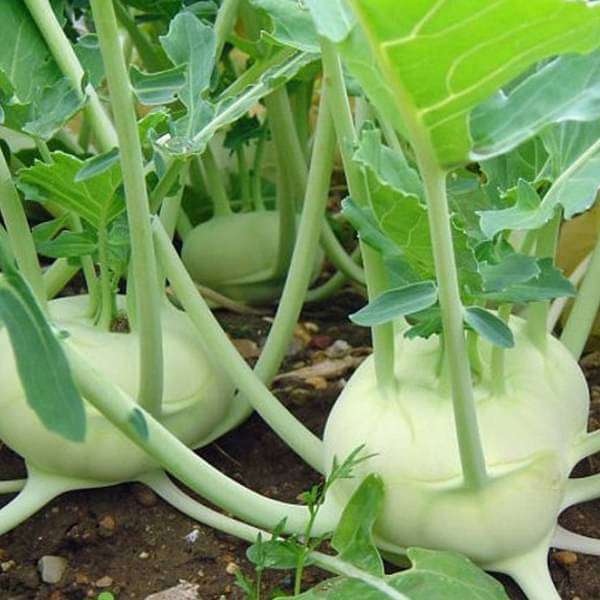 Knol Khol F1 Hybrid Vegetable Seeds