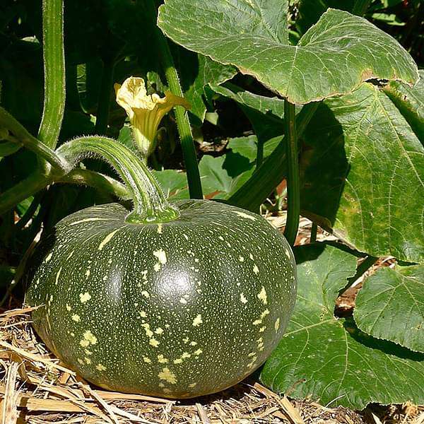 Pumpkin F1 Hybrid OS 204 Vegetable Seeds