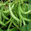 Sem Phali Lima Beans Vegetable Seeds