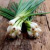 Spring Cut Bunching Onion Vegetable Seeds