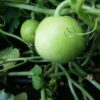 Tinda Orchad Green Sel. HY 114 Vegetable Seeds