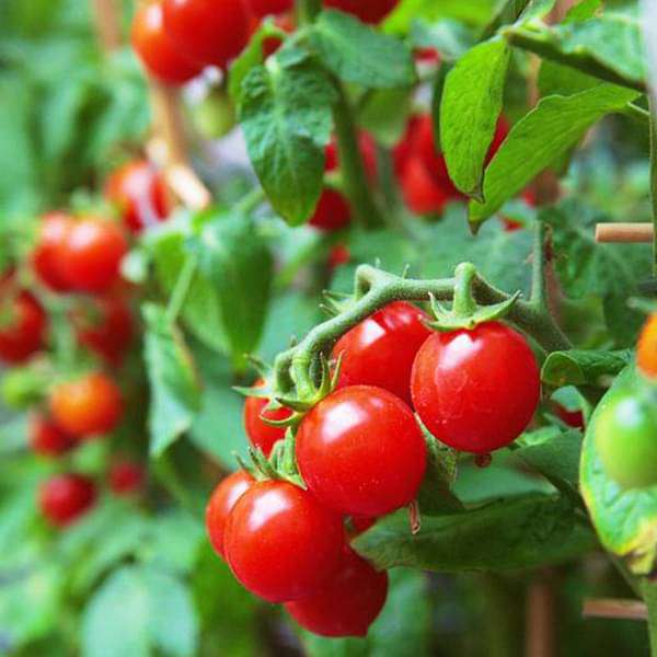 Tomato Cherry Red Organic Vegetable Seeds