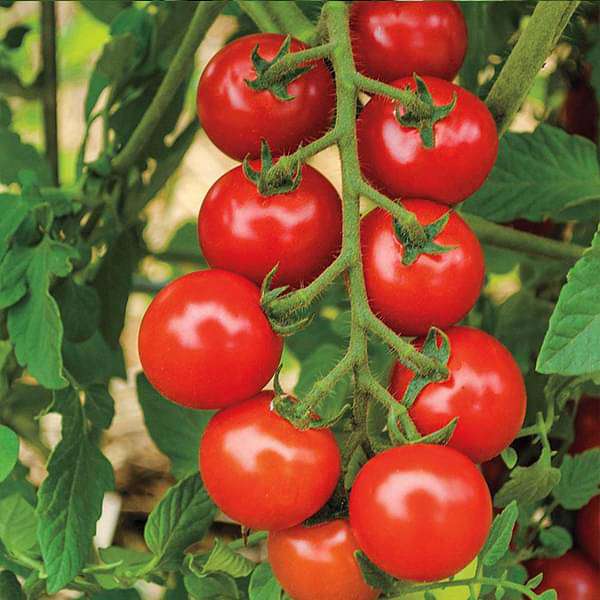Tomato F1 Hybrid Sachriya Vegetable Seeds