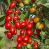 Tomato F1 Hybrid Suhyana Vegetable Seeds