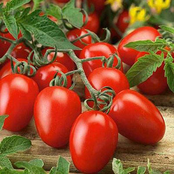 Tomato Pusa Ruby Desi Vegetable Seeds
